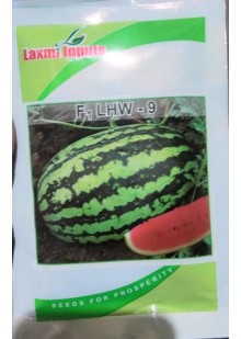 F1 LHW 9 Watermelon
